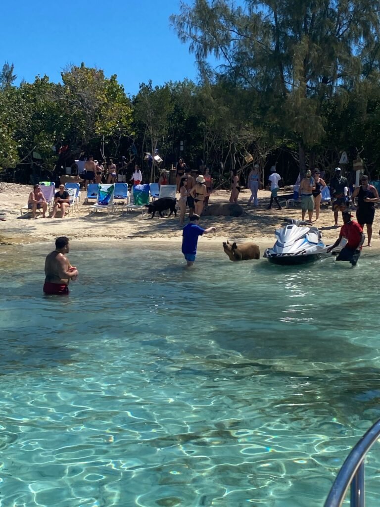 Swim with turtles