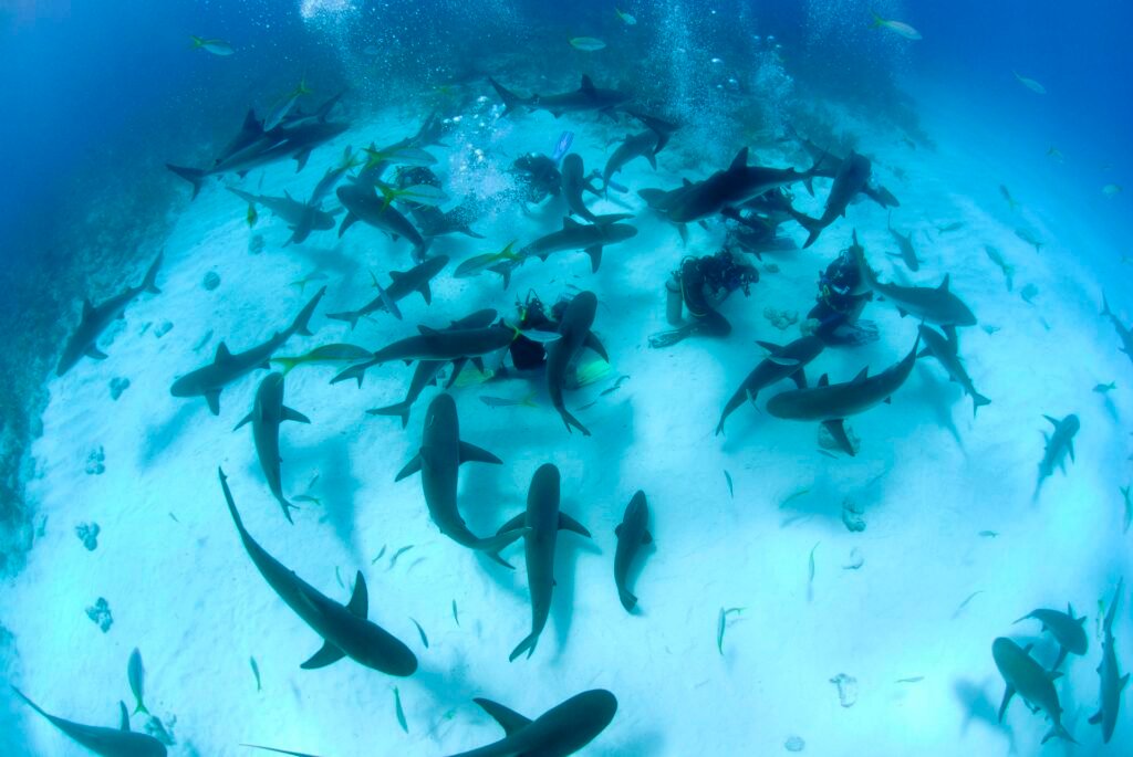 Stuart-Cove-Shark-Diving