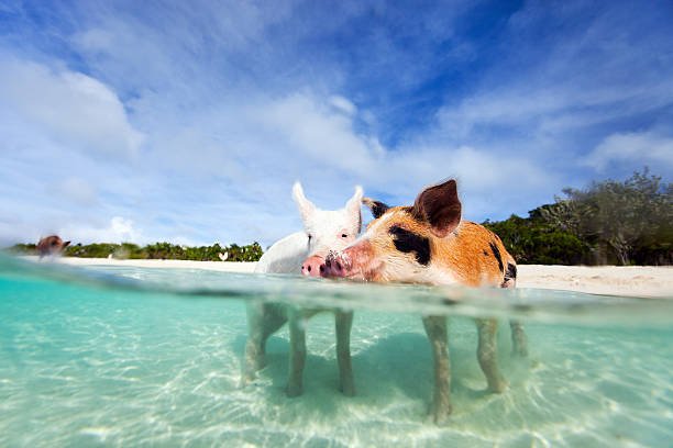 Swim with the Famous Pigs in Exuma