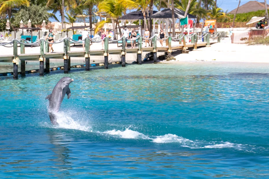 swim-with-dolphins-nassau-bahamas